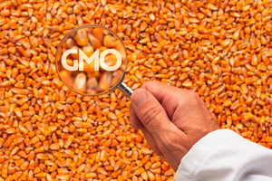 A scientist holding a magnifying glass over corn spotting GMO - Genetically Modified Organisms